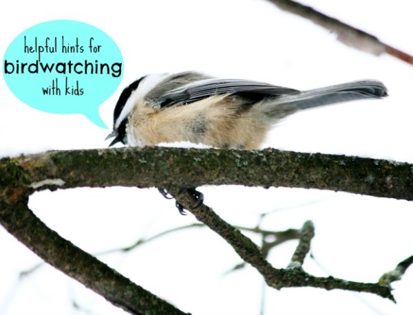 Hints for birdwatching with kids...