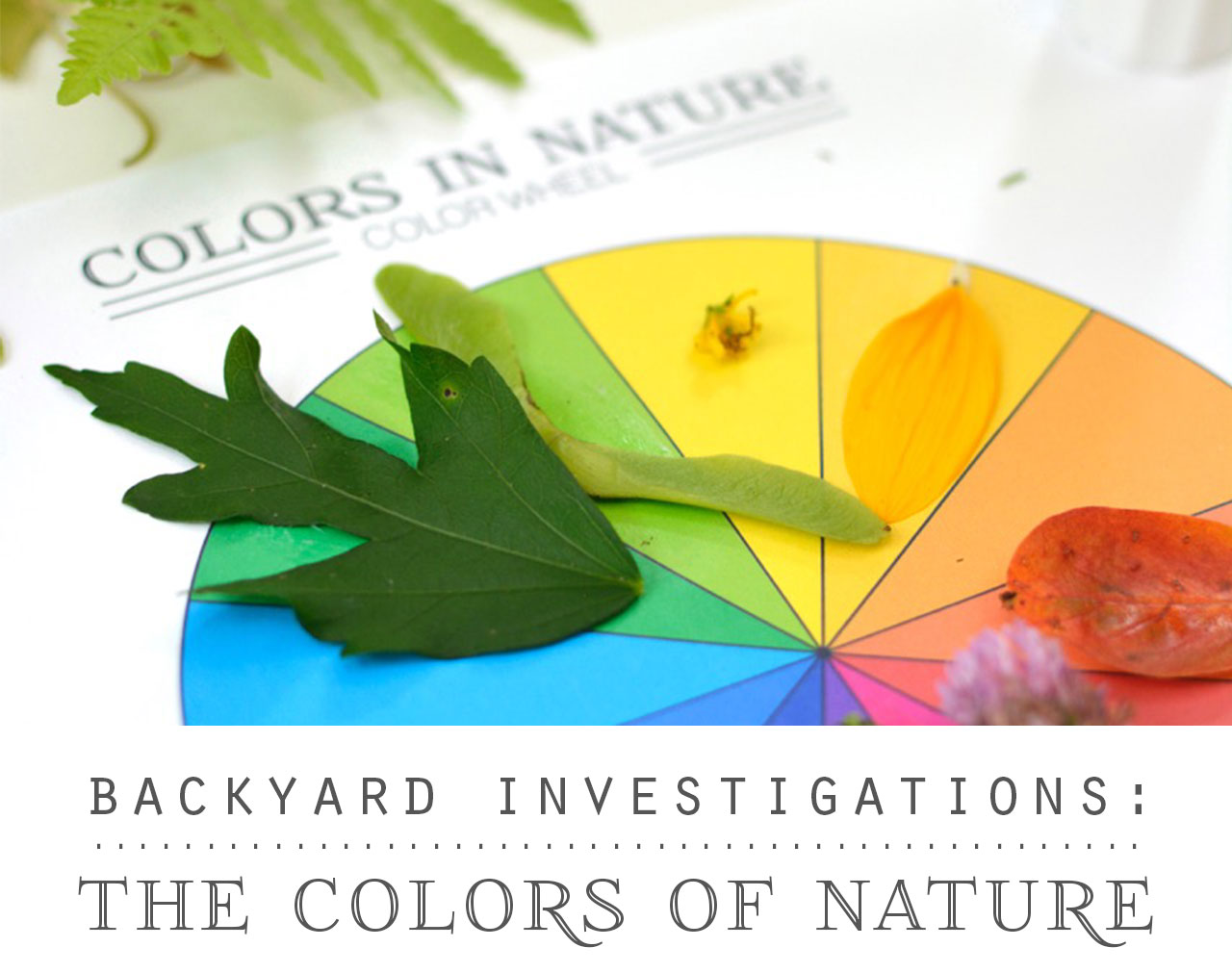 Backyard Investigations: The Colors of Nature