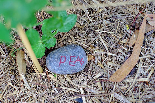 Meaningful Literacy: Vegetable Stones for the Kitchen Garden
